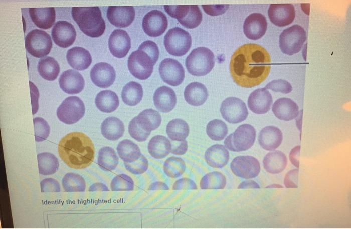 solved-identify-the-highlighted-cell-identify-the-chegg