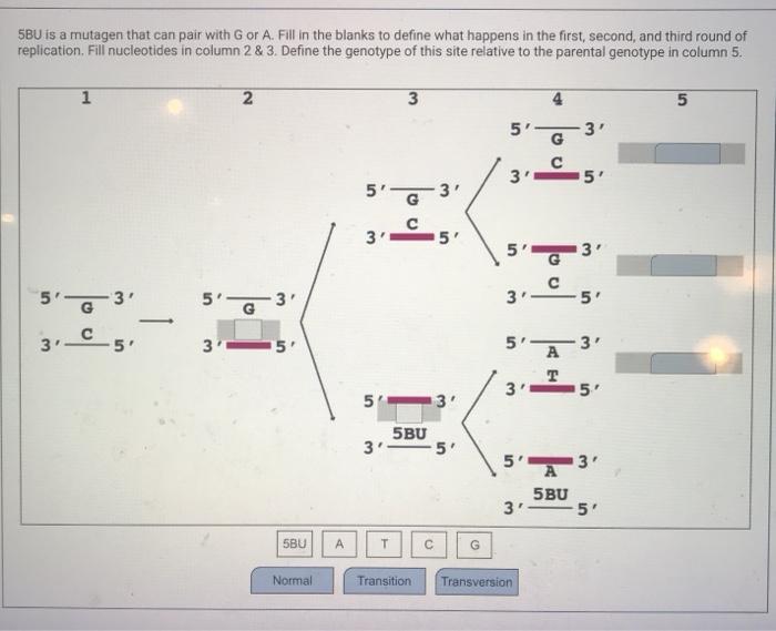 Solved 5BU is a mutagen that can pair with G or A. Fill in | Chegg.com
