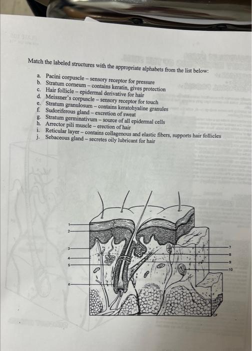 Match the labeled structures with the appropriate | Chegg.com