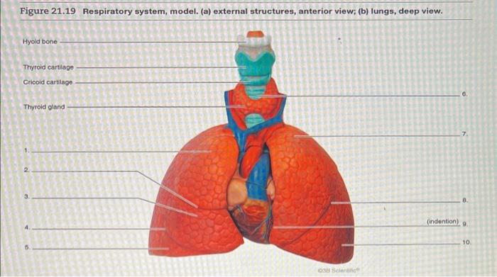 Figure 21.19 Respiratory system, model. (a) external structures, anterior view; (b) lungs, deep view.