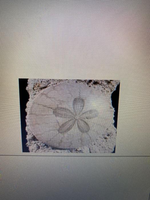 Solved Cenozoic Gastropod Olo0 Cenozoic Sand Dollar | Chegg.com
