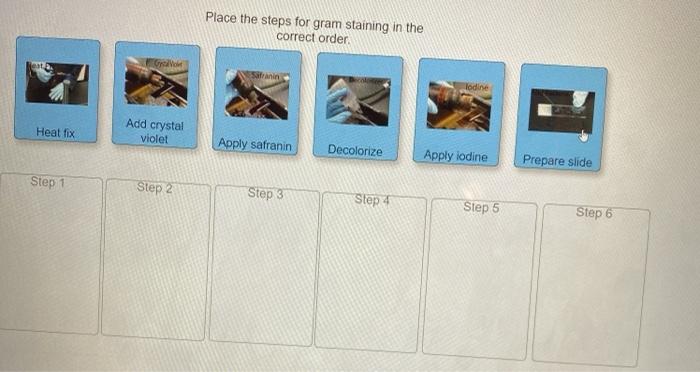 Solved Place the steps for gram staining in the correct | Chegg.com