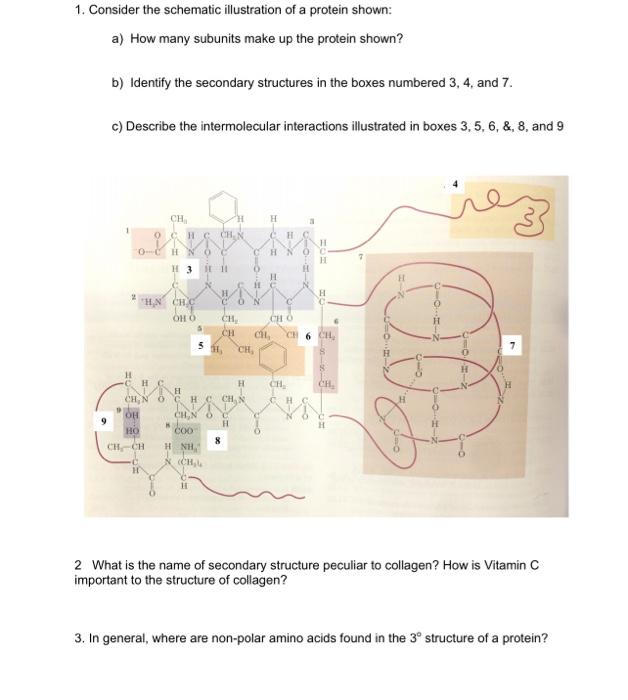 Solved 1. Consider The Schematic Illustration Of A Protein | Chegg.com