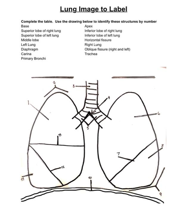 Solved Lung Image to Label Complete the table. Use the | Chegg.com