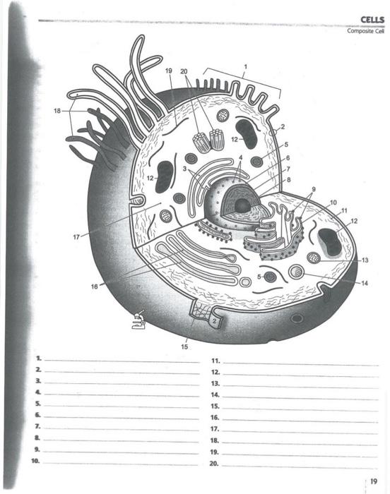 Solved CELLS Composite Cell 19 20 ann 18 12 12- 17 13 G 14 | Chegg.com