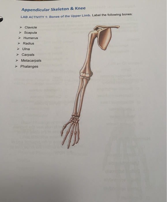 bony anatomy upper extremity