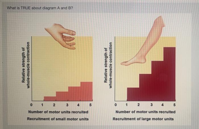 What is TRUE about diagram A and B?
Relative strength of
whole-muscle contraction
Relative strength of
whole-muscle contracti