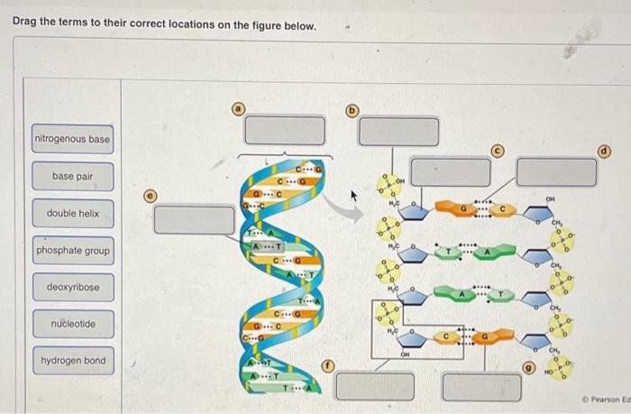 Solved Drag The Terms To Their Correct Locations On The | Chegg.com