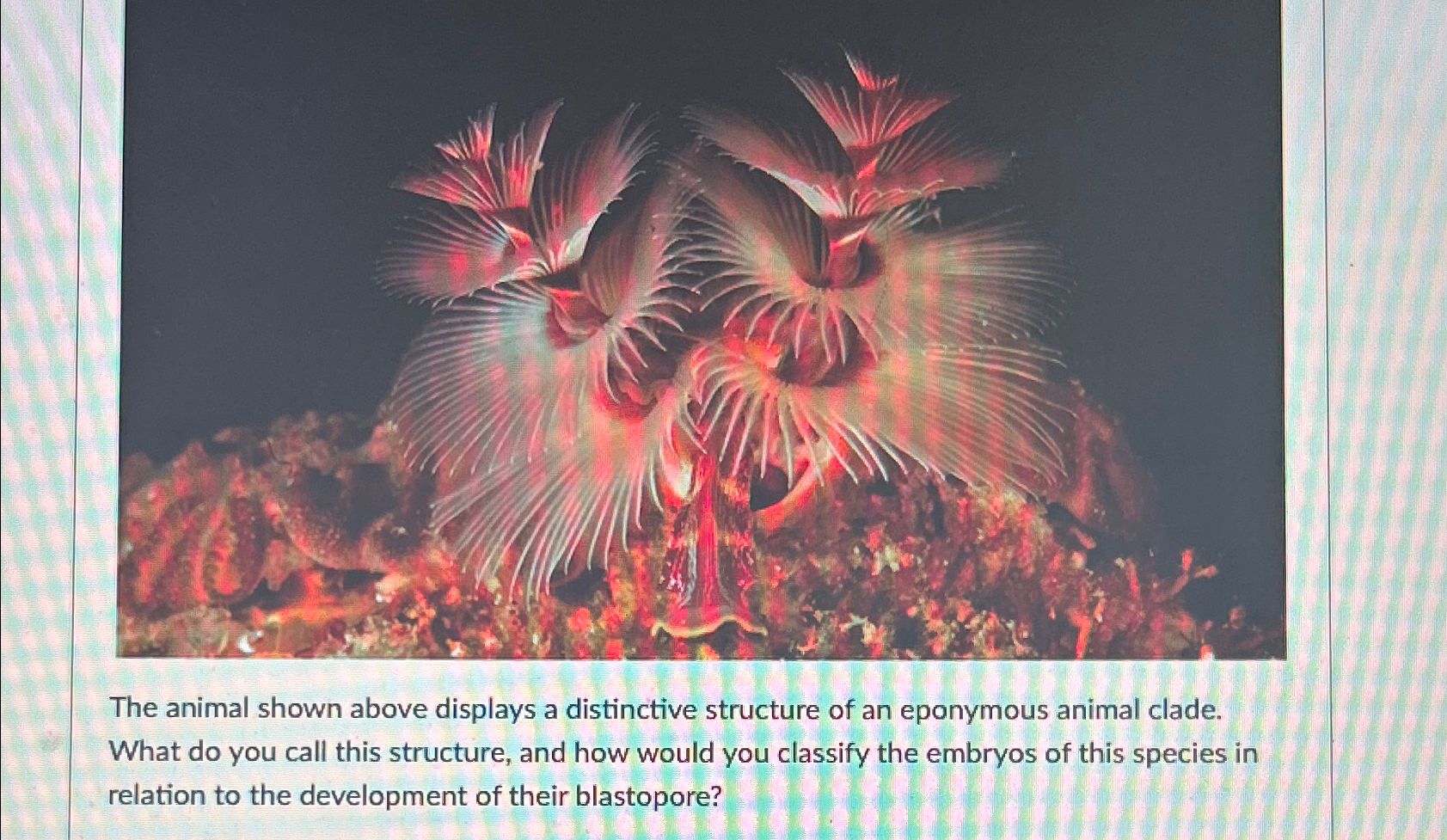 Solved The animal shown above displays a distinctive | Chegg.com