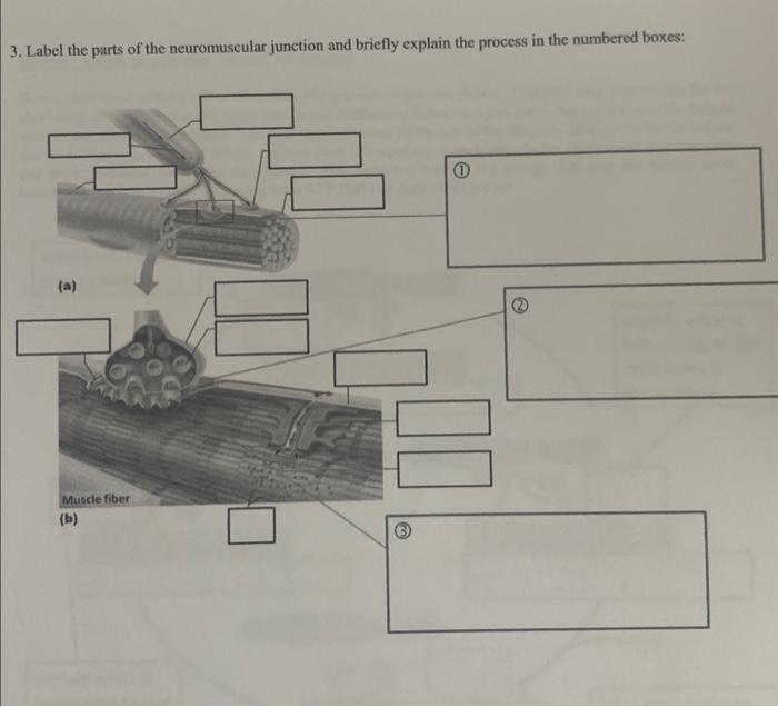 Solved 3. Label the parts of the neuromuscular junction and | Chegg.com