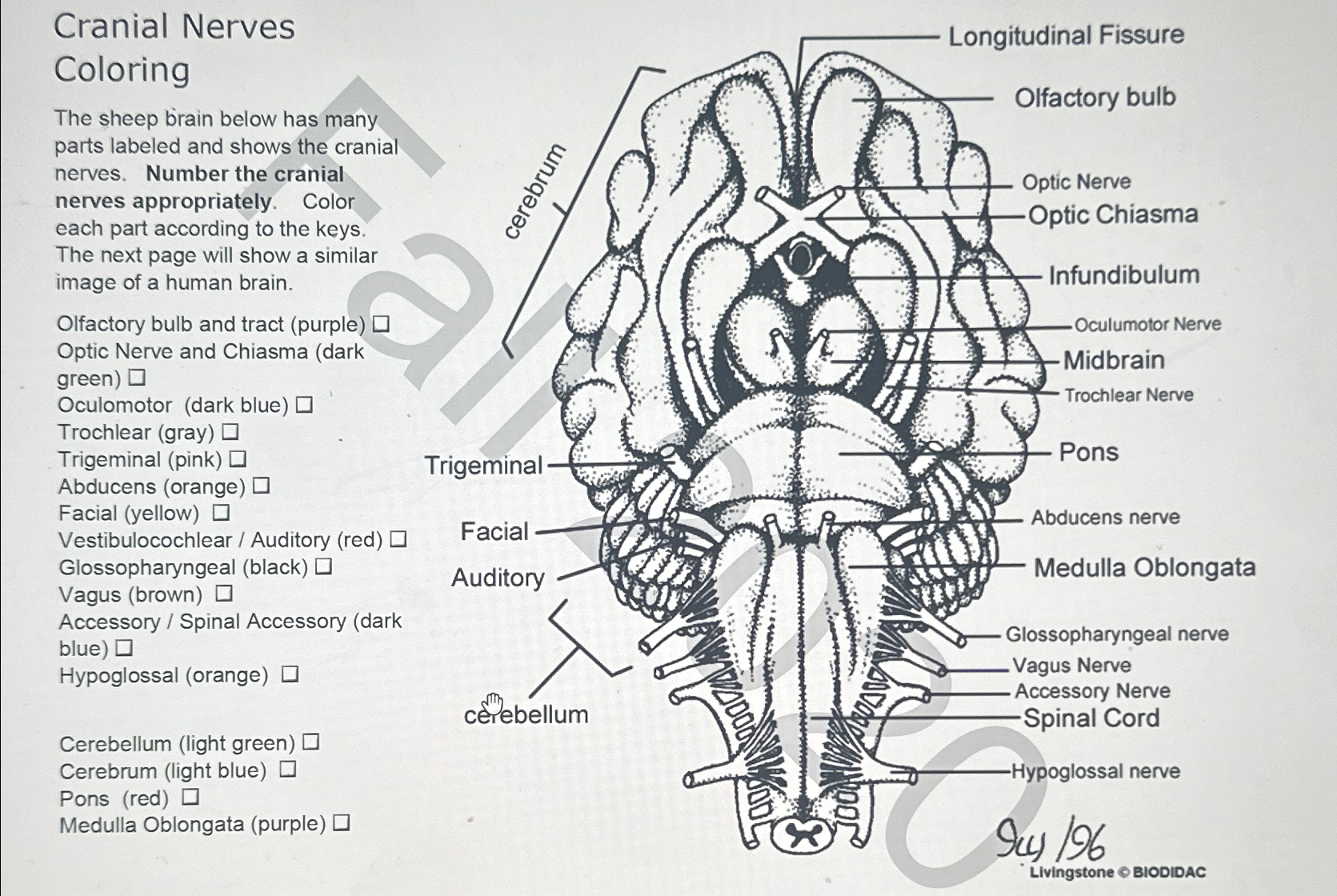 Solved Cranial NervesColoringThe sheep brain below has many | Chegg.com