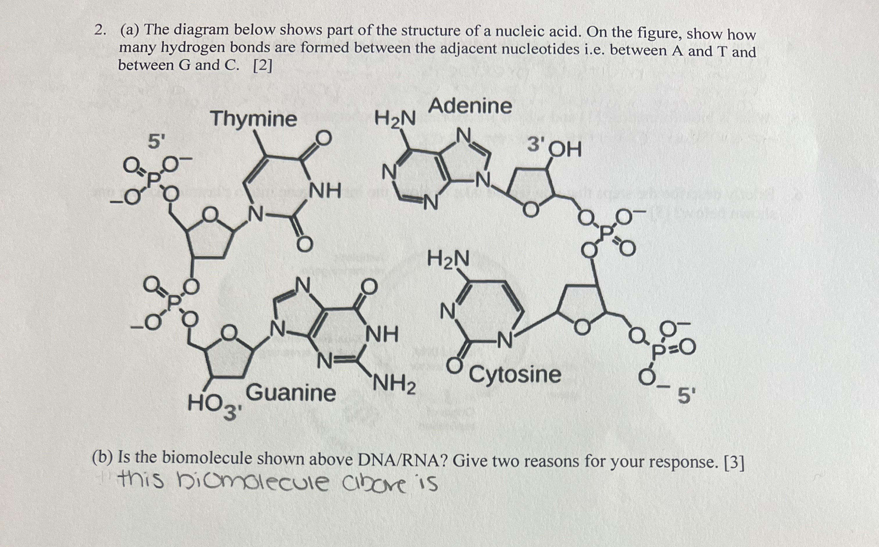 Solved Below Are Images Of Guanine And Cytosine Two Of The Descubra As Emo Es Do Mundo Das