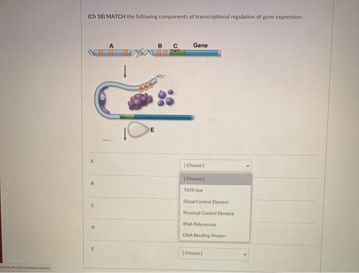 Solved (Ch 18) MATCH the following components of | Chegg.com