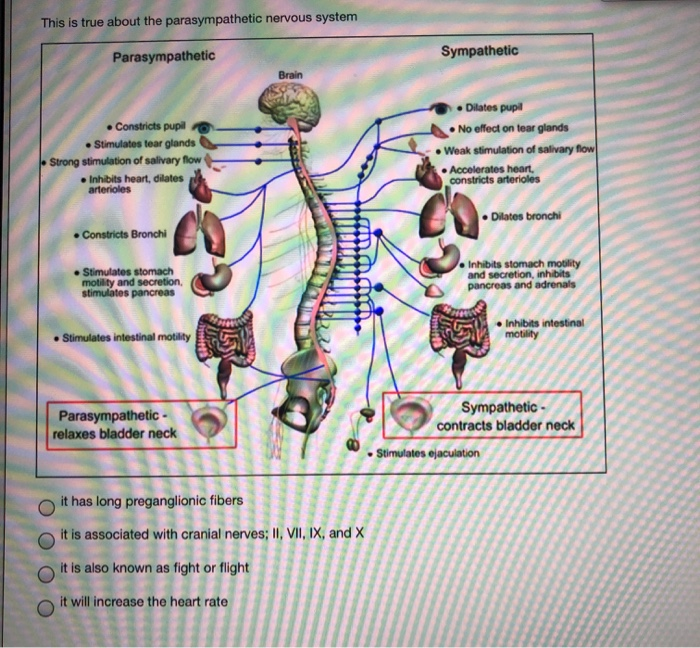Solved This is true about the parasympathetic nervous system | Chegg.com