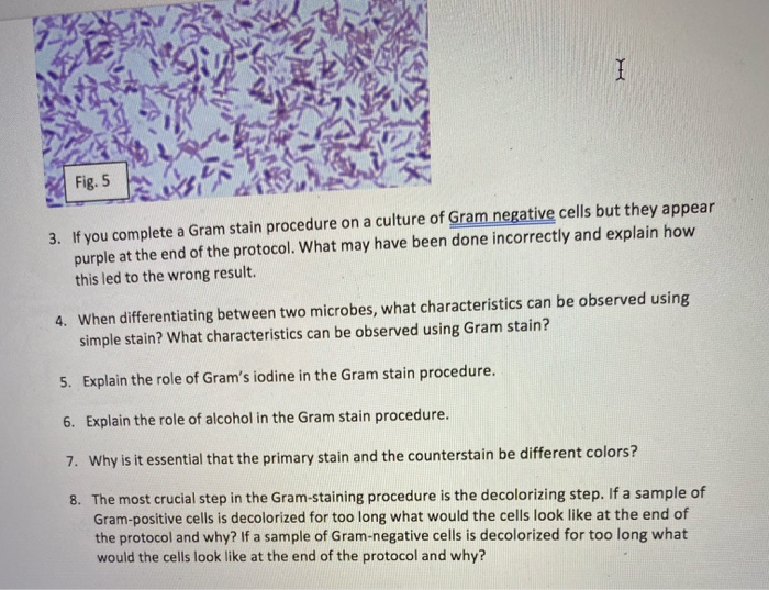Solved I Fig. 5 3. If you complete a Gram stain procedure on | Chegg.com