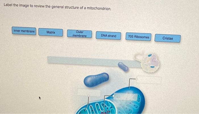 Solved Label the image to review the general structure of a | Chegg.com