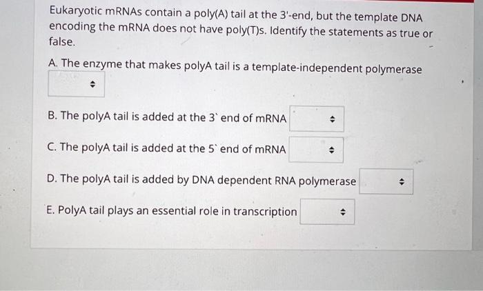 Solved Eukaryotic mRNAs contain a poly(A) tail at the | Chegg.com