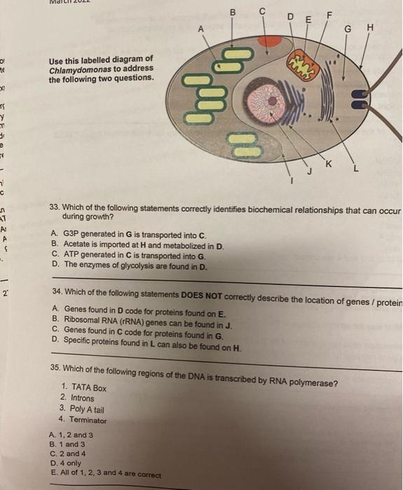 chlamydomonas diagram