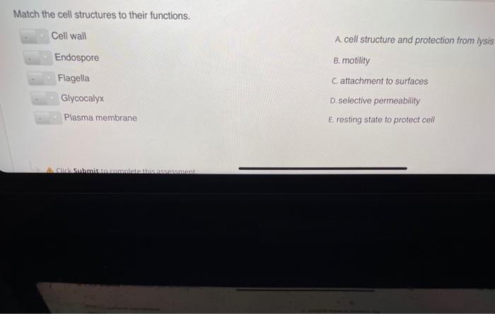 Solved Match the cell structures to their functions. Cell | Chegg.com