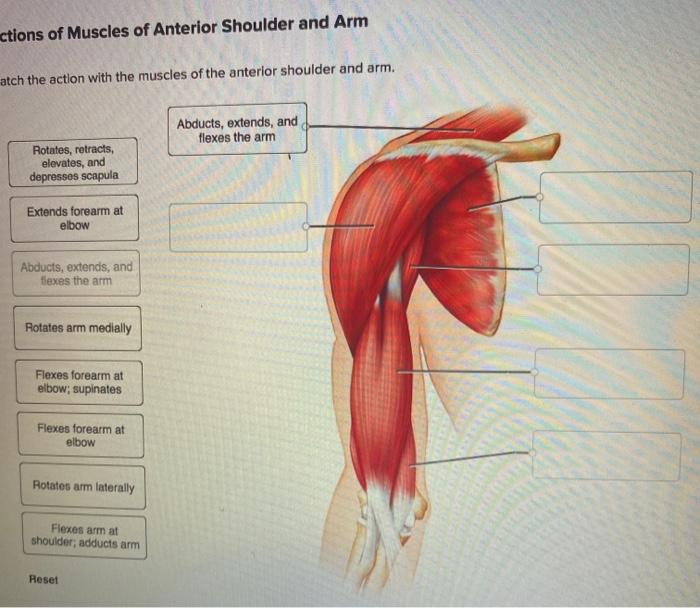 Muscles of the Shoulder & Arm