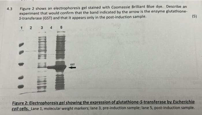 glutathione tablets korean Plant glutathione S-transferases: enzymes with multiple functions in  sickness and in health: Trends in Plant Science