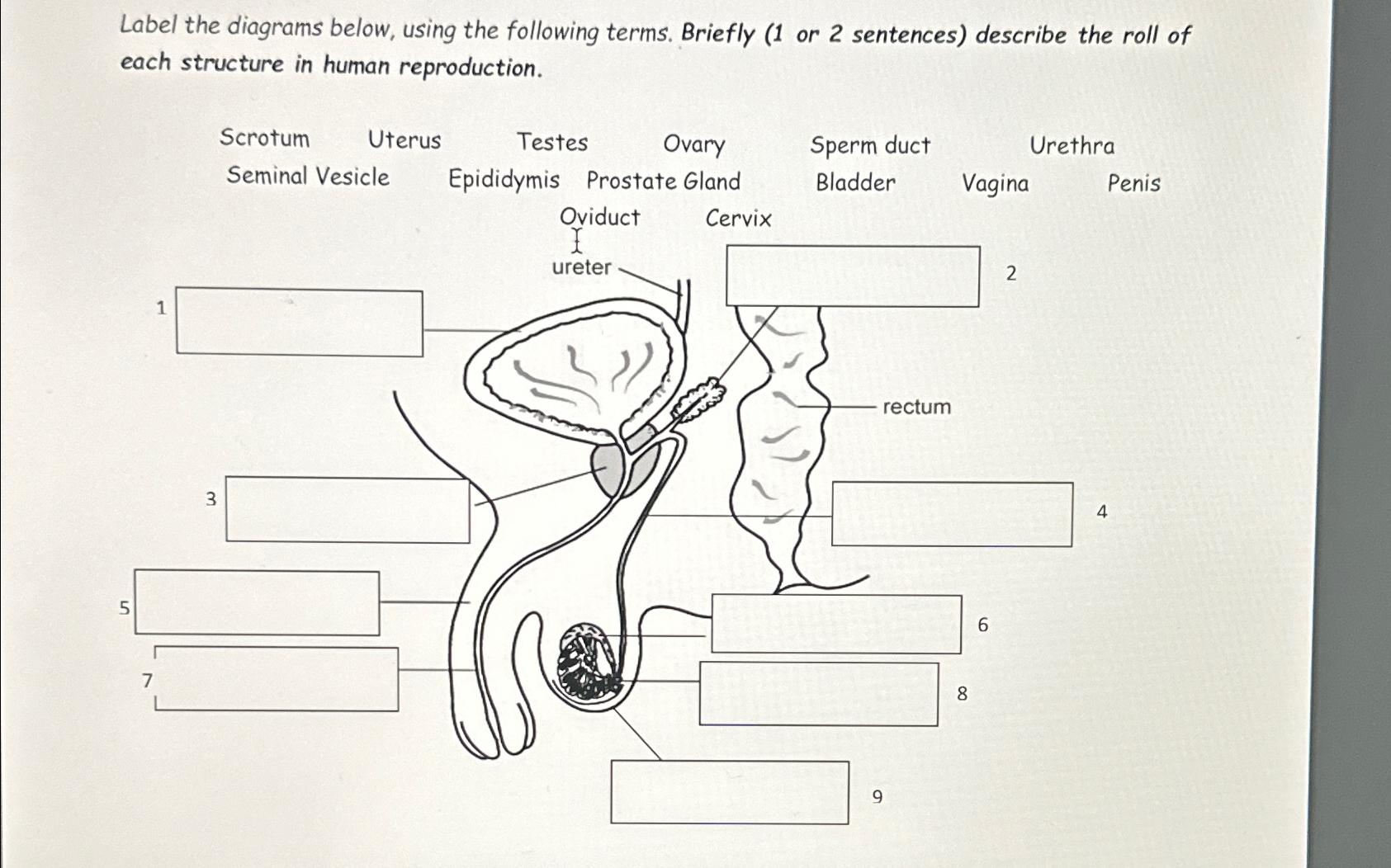 Solved Label the diagrams below, using the following terms.