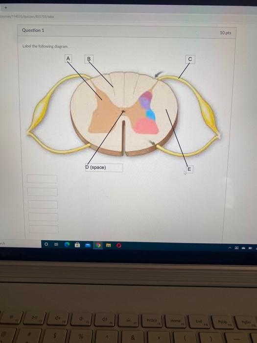 Solved Question 1 10 pts Label the following diagram с | Chegg.com
