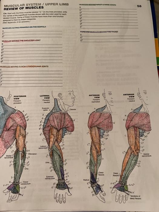 UPPER LIMB (CHAPTER 6) - A.D.A.M. Student Atlas of Anatomy