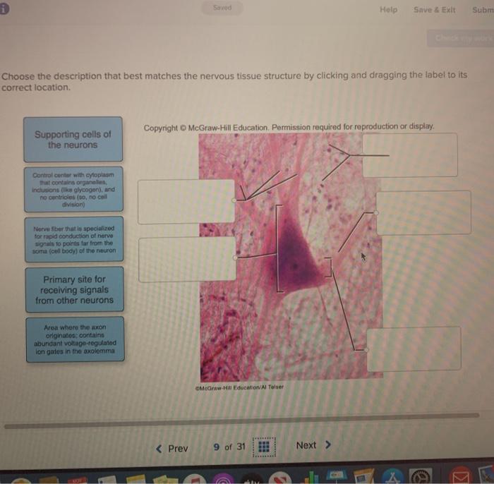 nervous tissue structure