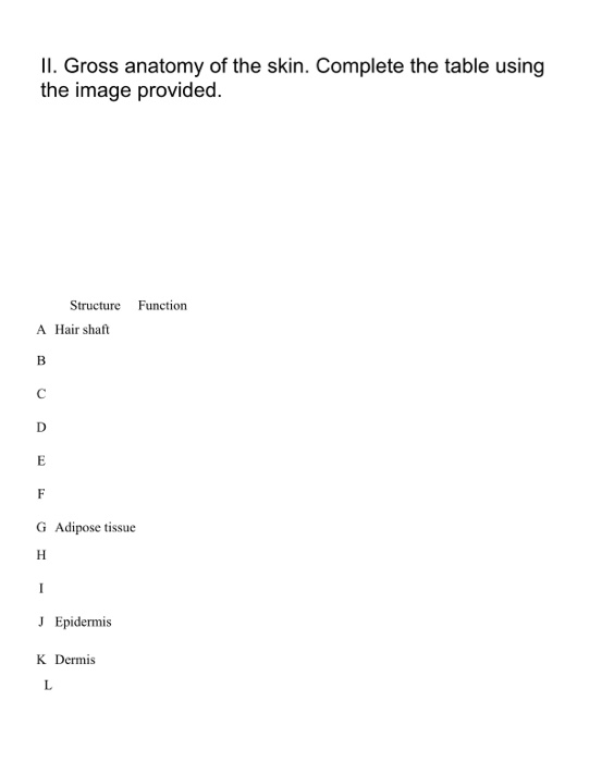 Solved: Hairy Skin 0.1mm A B с H D E F к G II. Gross Anato... | Chegg.com