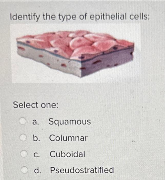 Identify the type of epithelial cells:
Select one:
a. Squamous
b. Columnar
c. Cuboidal
d. Pseudostratified