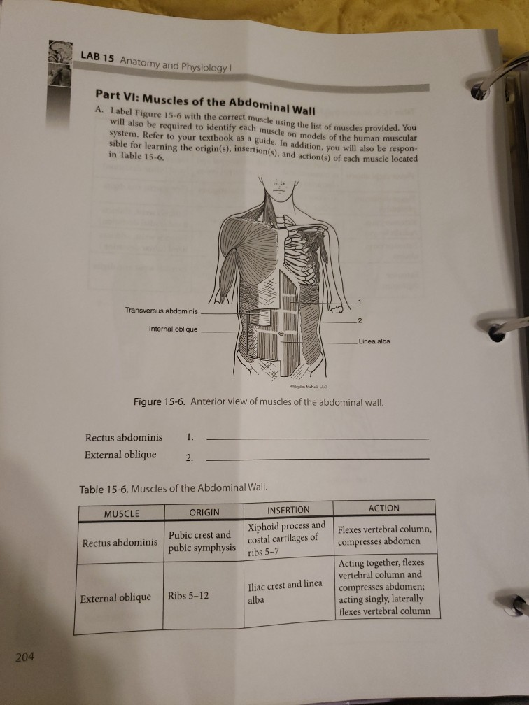 Solved LAB 15 Anatomy And Physiology! Part VI: Muscles Of | Chegg.com