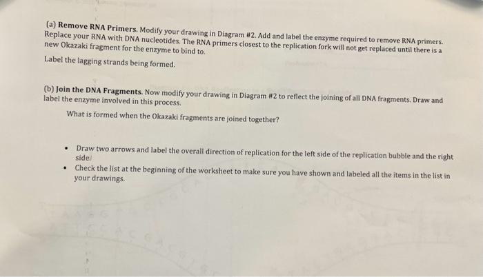 Diagram \#2: DNA Replication in a Larger Replication | Chegg.com
