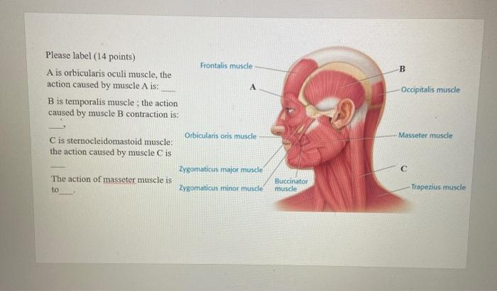 Solved Frontalis muscle B Please label 14 points A is Chegg