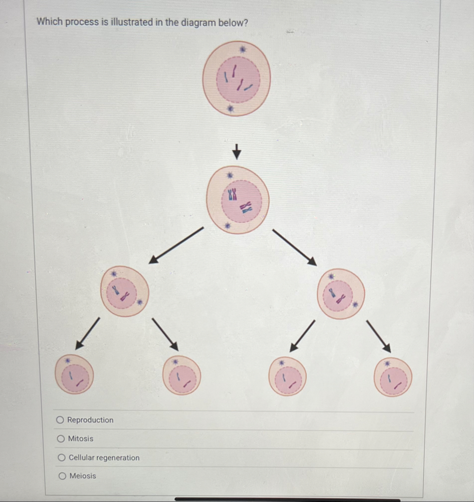 Solved Which process is illustrated in the diagram | Chegg.com