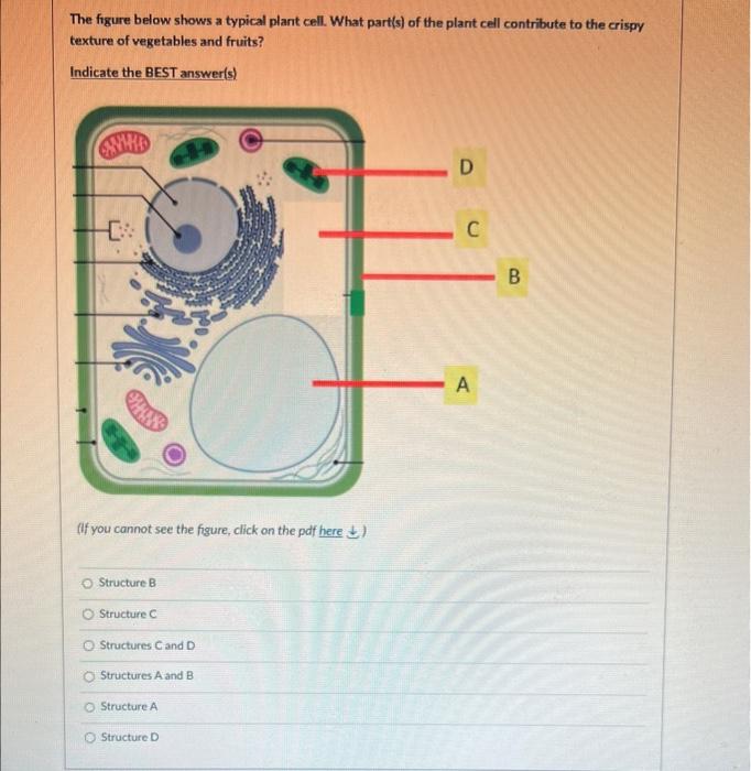 [Solved] The figure below shows a typical plant cell. What