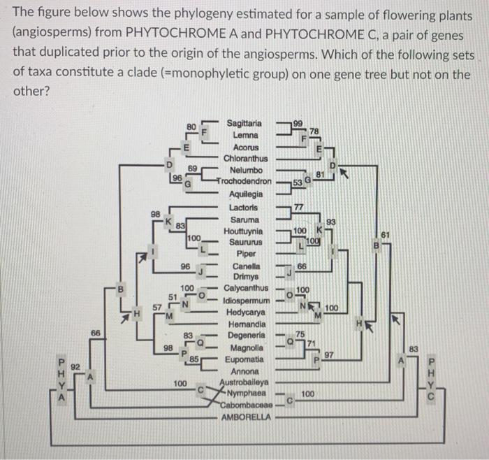 The figure below shows the phylogeny estimated for a