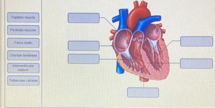 Solved Aorta Right atrium Superior vena cava Inferior vena | Chegg.com