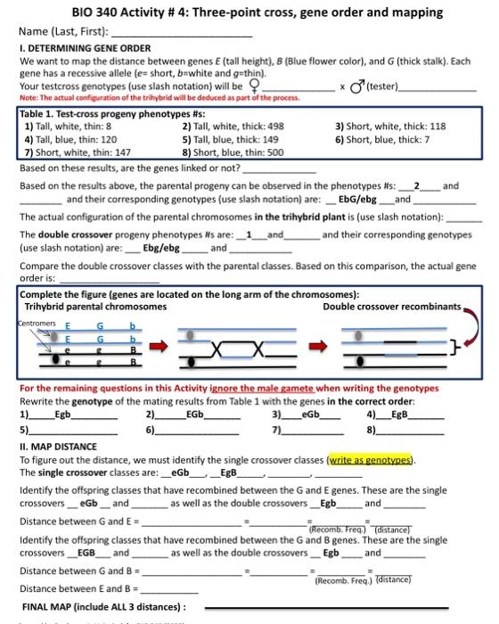 Solved Bio 340 Activity 4 Three Point Cross Gene Order Chegg Com