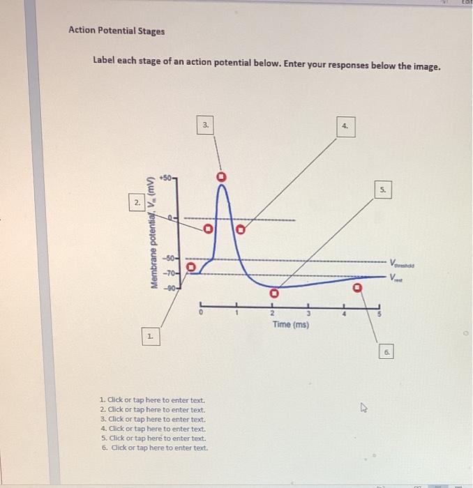 Solved Comparison: Graded Potential and Action Potential | Chegg.com