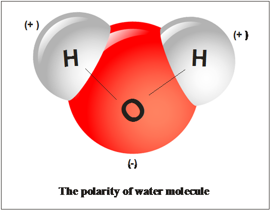 Solved Explain How The Unique Properties Of Water Result From 