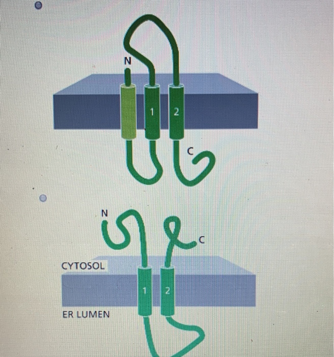 cytosol and er lumen