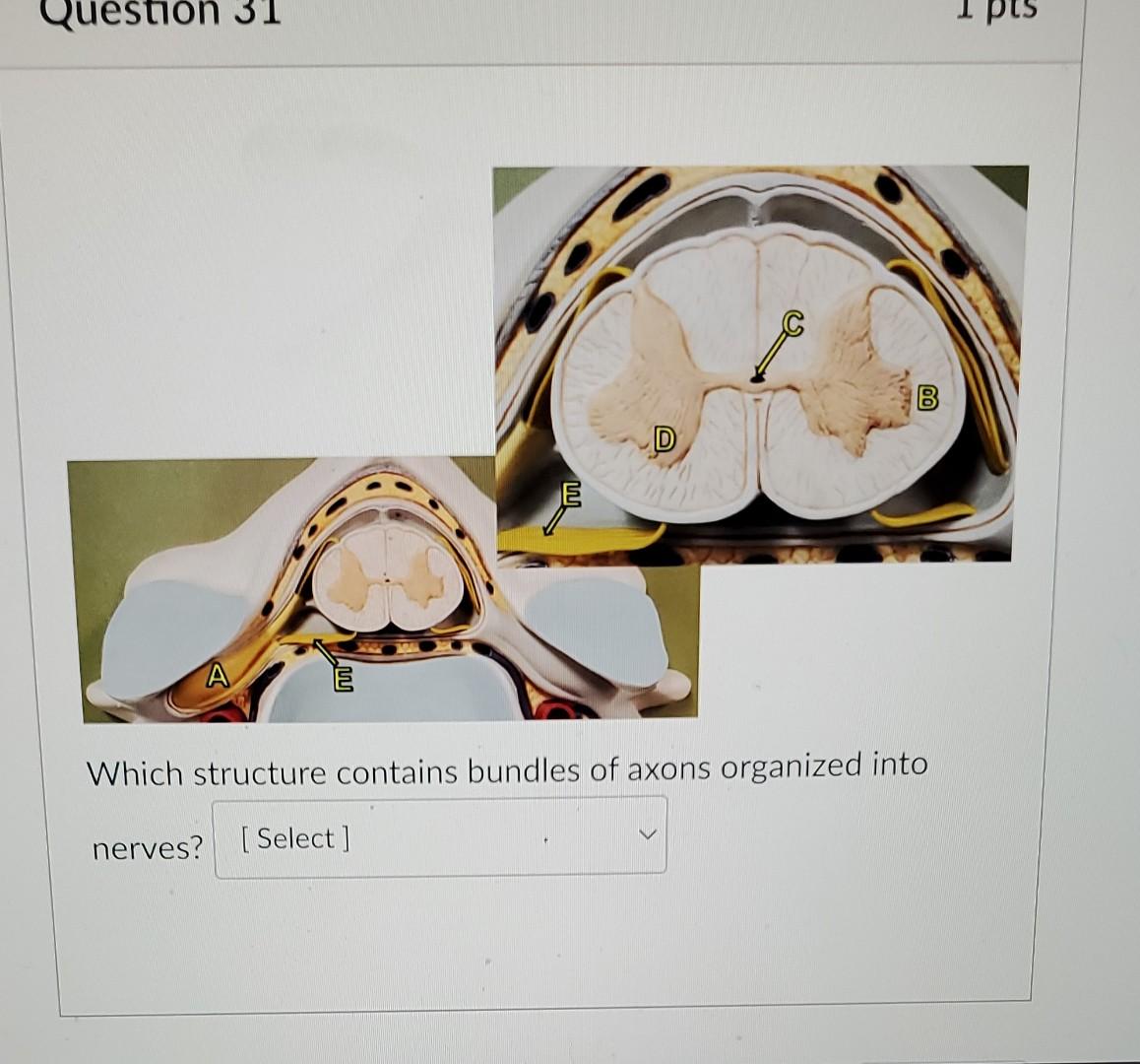 Solved Question 31 1 pts B D Which structure contains | Chegg.com