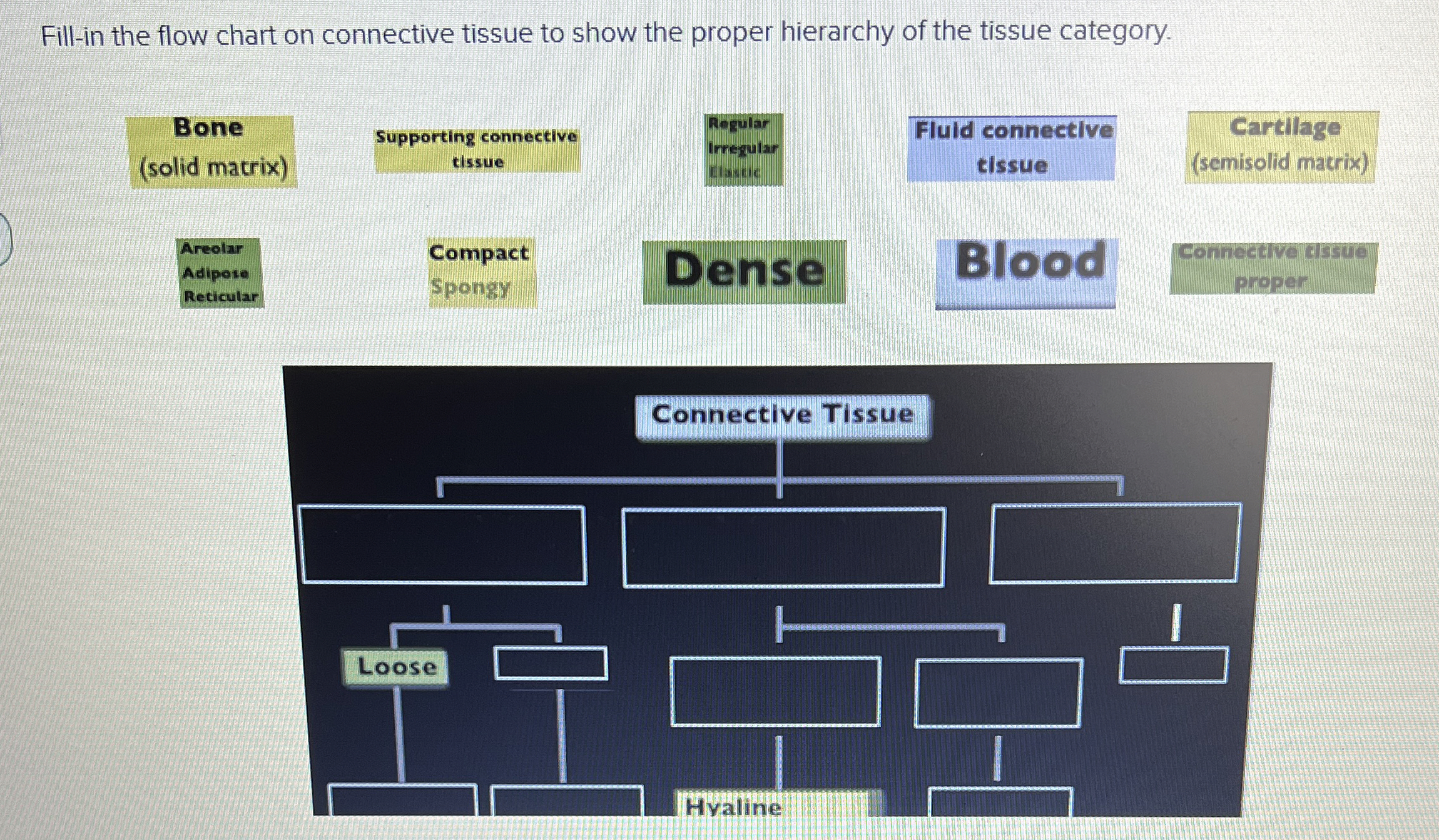 Solved Fill-in the flow chart on connective tissue to show | Chegg.com