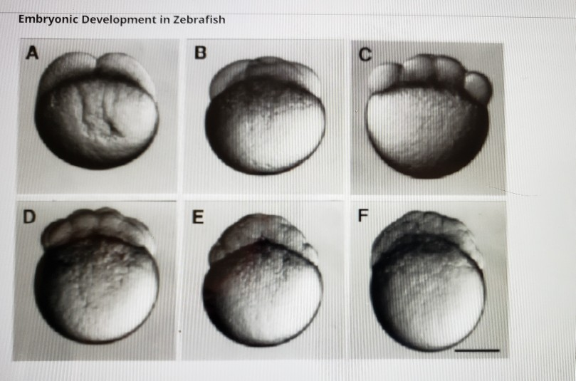 zebrafish embryo stages