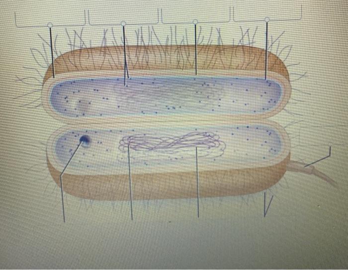 Solved Label the following figure to illustrate your | Chegg.com