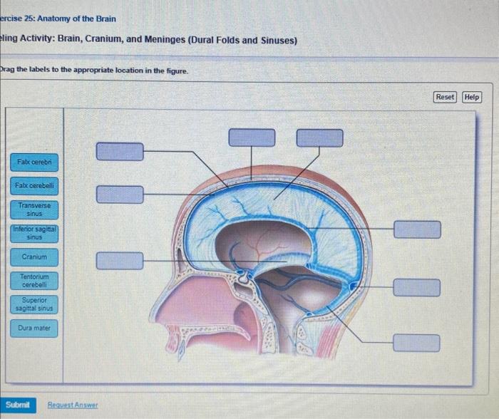 Solved Nervous System CNS > Quiz > Question 19 Which