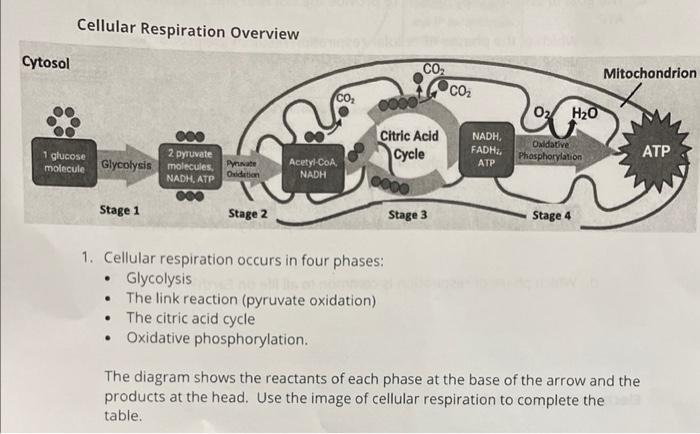 Cellular Respiration Overview
1. Cellular respiration occurs in four phases:
- Glycolysis
- The link reaction (pyruvate oxida