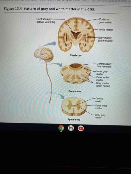 Solved 16. Identify the regions of white matter and gray | Chegg.com
