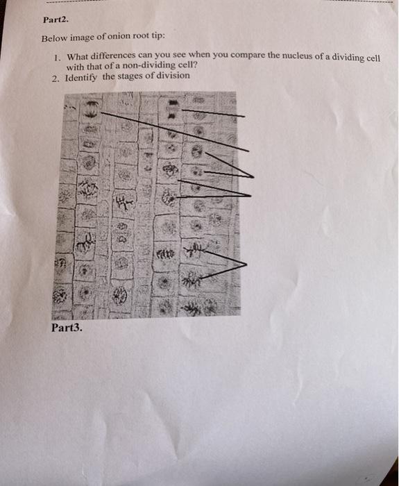 solved-part2-below-image-of-onion-root-tip-1-what-chegg